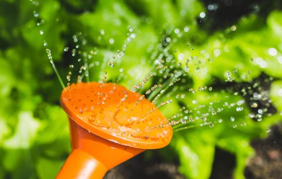 watering-plants-with-a-watering-can-6442